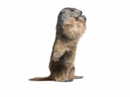 image of Woodchuck Images